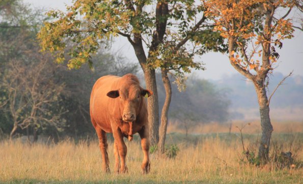 Tuli-Cattle-Society-of-Southern-Africa-red-tuli-bull-walking towards-beautiful-evening-light-and-bush-background